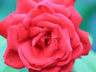 güzel parlak kırmızı gül tomurcuğu şenlikli dekorasyon unsuru olarak