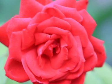 güzel parlak kırmızı gül tomurcuğu şenlikli dekorasyon unsuru olarak