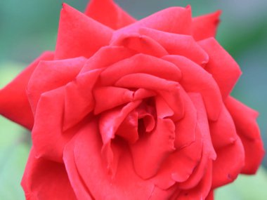 güzel parlak kırmızı gül tomurcuğu şenlikli dekorasyon unsuru olarak