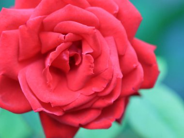 güzel parlak kırmızı gül tomurcuğu şenlikli dekorasyon unsuru olarak