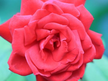 güzel parlak kırmızı gül tomurcuğu şenlikli dekorasyon unsuru olarak