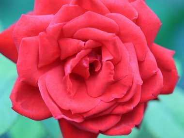 güzel parlak kırmızı gül tomurcuğu şenlikli dekorasyon unsuru olarak