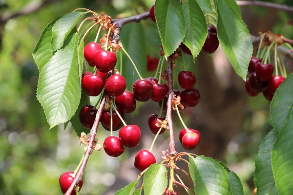 Olgun taze kiraz meyve ağacı dalları üzerinde