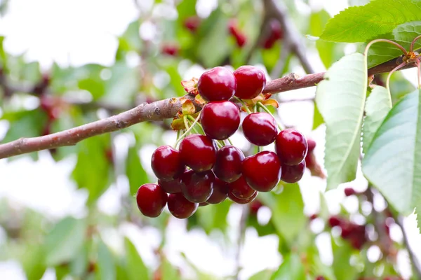 Fruits Frais Mûrs Cerise Sur Des Branches Arbre — Photo