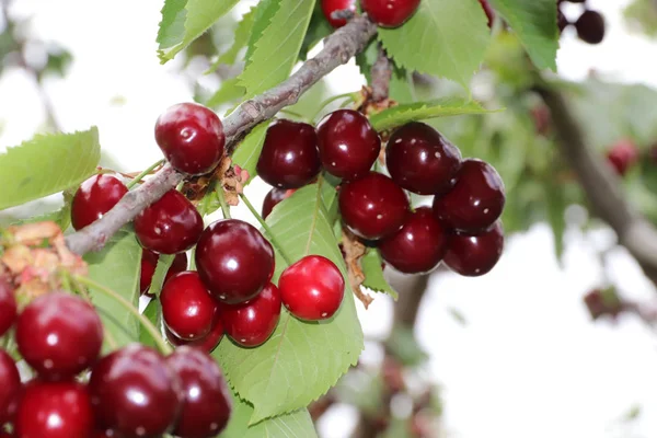 Ripe Fresh Cherry Fruit Tree Branches — Stock Photo, Image