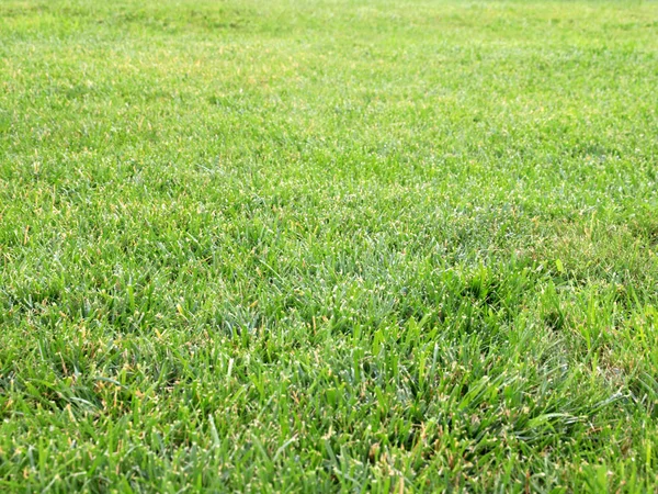 taze yeşil sulu çim Bahçe çim üzerinde