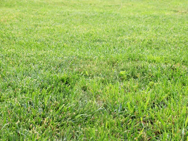 taze yeşil sulu çim Bahçe çim üzerinde