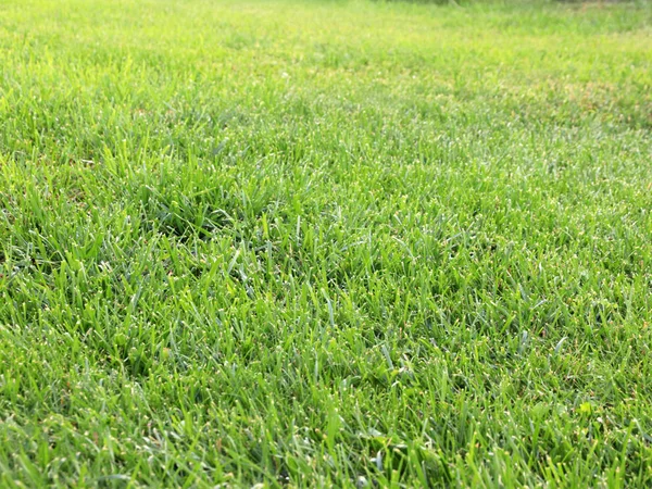 Fresh Green Juicy Grass Garden Lawn — Stock Photo, Image