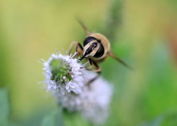 Una Gran Abeja Silvestre Recoge Néctar Una Flor Roja —  Fotos de Stock