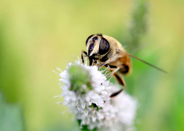 Eine Große Wildbiene Sammelt Nektar Aus Einer Roten Blume — Stockfoto