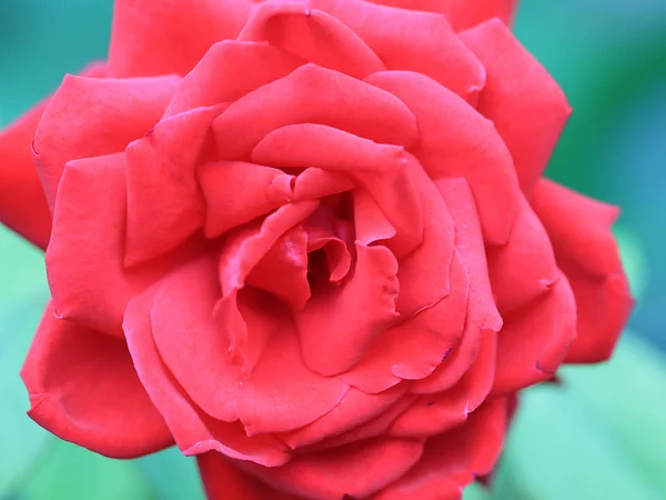 Piękny Pączek Jasne Czerwone Róże Jako Element Świąteczna Dekoracja — Zdjęcie stockowe