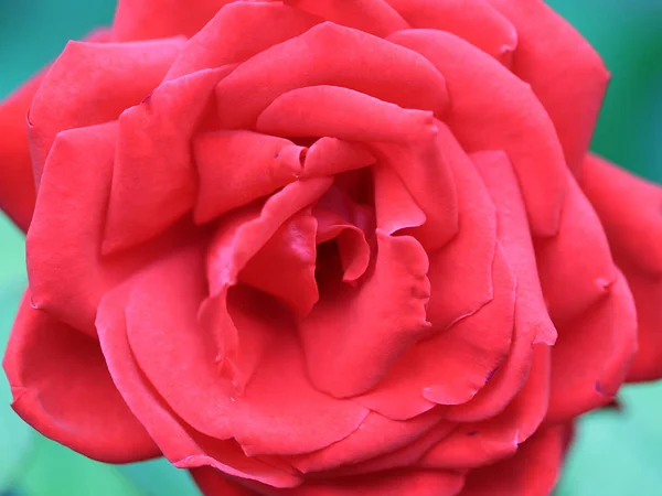 美丽的花蕾明亮的红玫瑰作为节日装饰的元素 — 图库照片