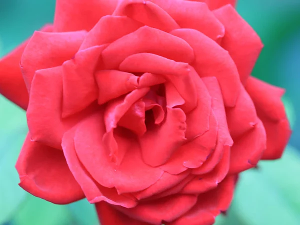 美丽的花蕾明亮的红玫瑰作为节日装饰的元素 — 图库照片