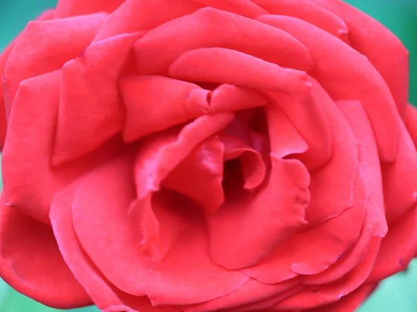 Hermoso Brote Rosas Color Rojo Brillante Como Elemento Decoración Festiva — Foto de Stock