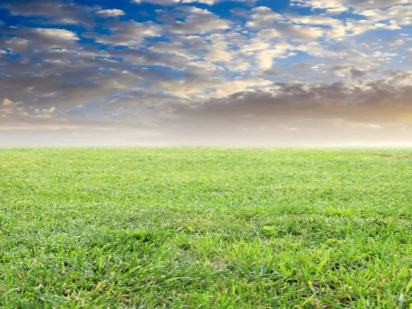 Beautiful Green Grass Meadow Summer Sunny Sky — Stock Photo, Image