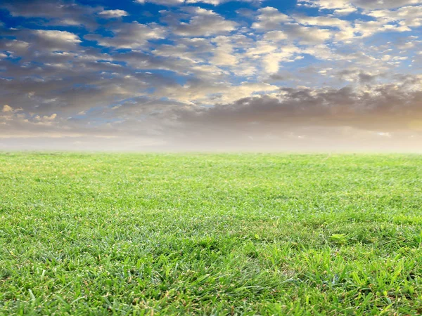 Beautiful Green Grass Meadow Summer Sunny Sky — Stock Photo, Image