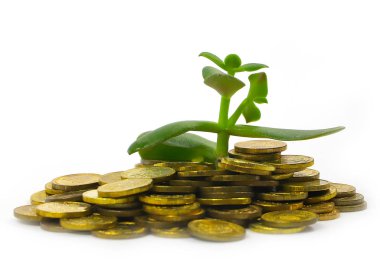 Altın rengi ve taze yeşil para ağacının Rus paraları filiz