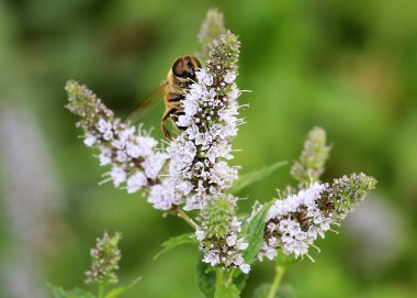 büyük bir çalışma arı alan nane çiçeklerden nektar toplar
