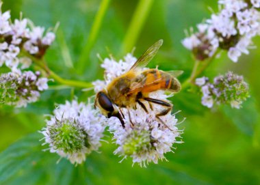 büyük bir çalışma arı alan nane çiçeklerden nektar toplar