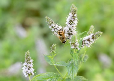 büyük bir çalışma arı alan nane çiçeklerden nektar toplar