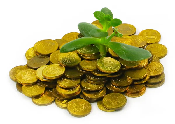 Russian Coins Gold Color Fresh Green Money Tree Sprout — Stock Photo, Image