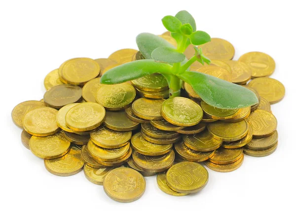 Russian Coins Gold Color Fresh Green Money Tree Sprout — Stock Photo, Image