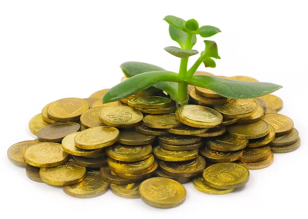 Russian Coins Gold Color Fresh Green Money Tree Sprout — Stock Photo, Image