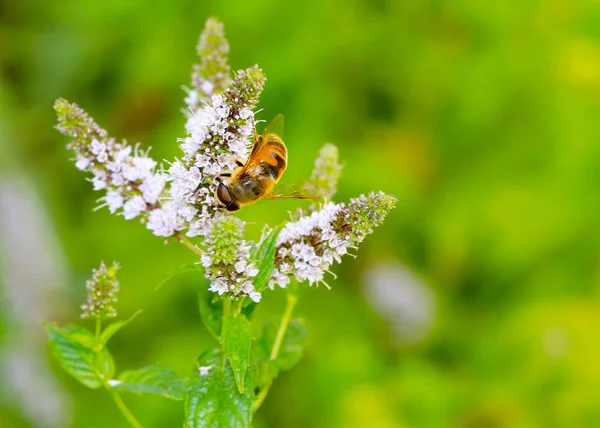 Een Grote Groep Bijen Verzamelt Nectar Uit Veld Mint Bloemen — Stockfoto