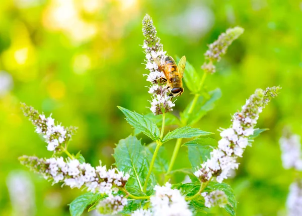 Uma Grande Abelha Trabalhando Coleta Néctar Flores Hortelã Campo — Fotografia de Stock