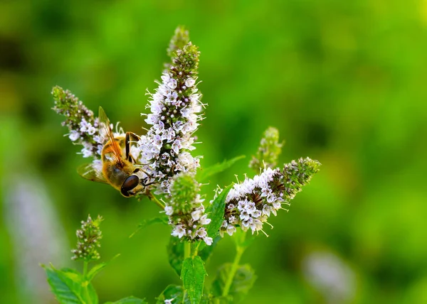 Large Working Bee Collects Nectar Field Mint Flowers — Stock Photo, Image