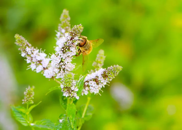 Egy Nagy Dolgozó Méh Nektárt Gyűjt Mező Menta Virágok — Stock Fotó