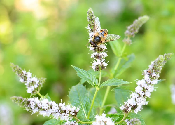 Egy Nagy Dolgozó Méh Nektárt Gyűjt Mező Menta Virágok — Stock Fotó