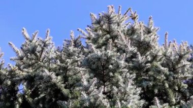 Ormanda güzel taze yeşil Çamın dalları