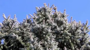 Ormanda güzel taze yeşil Çamın dalları