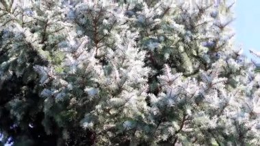 Ormanda güzel taze yeşil Çamın dalları