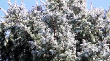 Ormanda güzel taze yeşil Çamın dalları