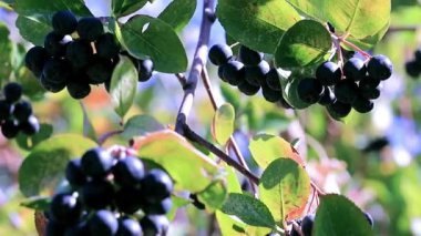 bush siyah chokeberry dalları üzerinde iyi olgun çilek