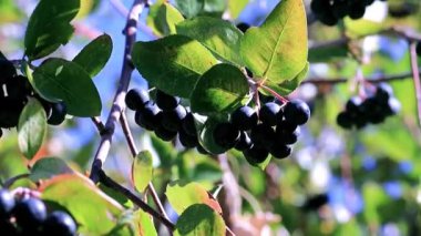 bush siyah chokeberry dalları üzerinde iyi olgun çilek