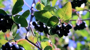 bush siyah chokeberry dalları üzerinde iyi olgun çilek