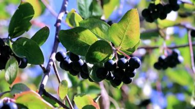 bush siyah chokeberry dalları üzerinde iyi olgun çilek