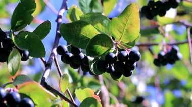 bush siyah chokeberry dalları üzerinde iyi olgun çilek
