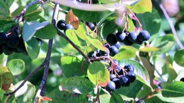 bush siyah chokeberry dalları üzerinde iyi olgun çilek