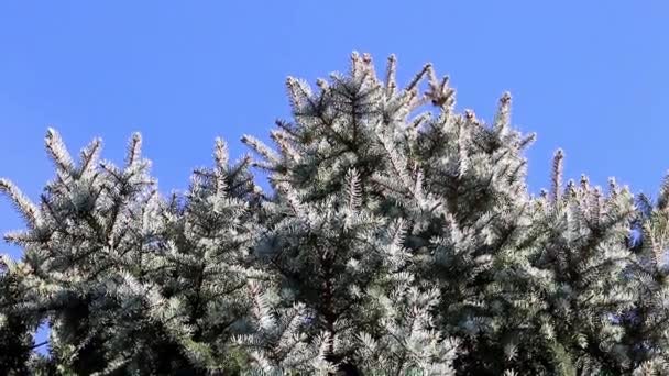 可爱的新鲜绿色松树分枝在森林里 — 图库视频影像