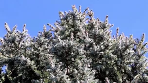 Mooie Verse Groene Pijnboomtakken Het Bos — Stockvideo