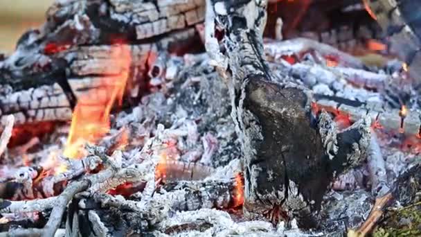 木炭和森林大火的明亮火焰 — 图库视频影像