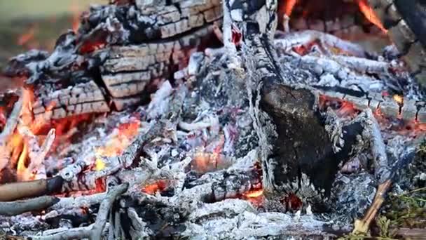 Carvão Vegetal Chamas Brilhantes Fogo Florestal — Vídeo de Stock