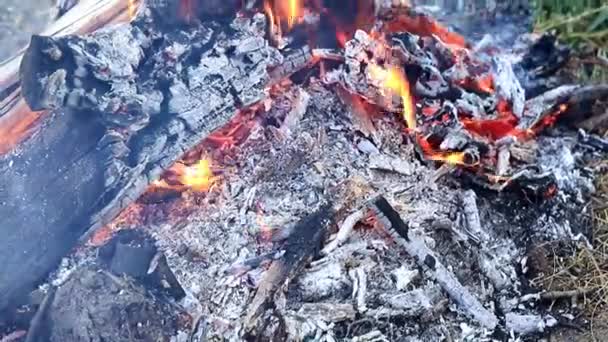 Carvão Vegetal Chamas Brilhantes Fogo Florestal — Vídeo de Stock