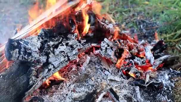 Carbón Vegetal Llamas Brillantes Incendio Forestal — Vídeos de Stock