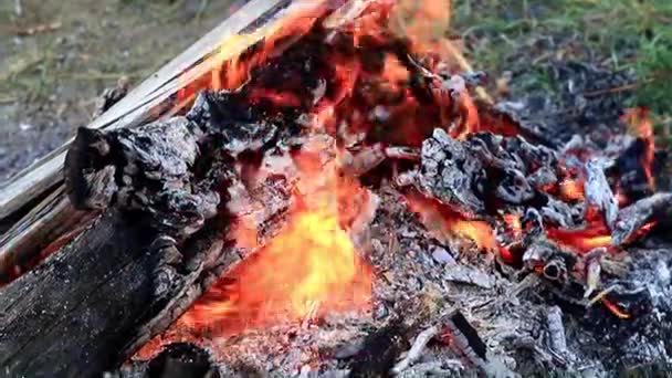 Carbón Vegetal Llamas Brillantes Incendio Forestal — Vídeo de stock