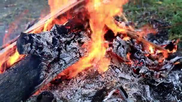 Träkol Och Ljusa Lågorna Skogsbrand — Stockvideo